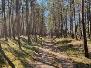 Ścieżka rowerowa przez las