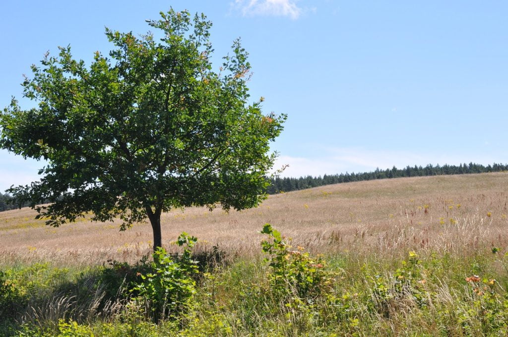 Charakterystycznym dla Sasina jest duża ilość otaczających go lasów, łąk i pól.