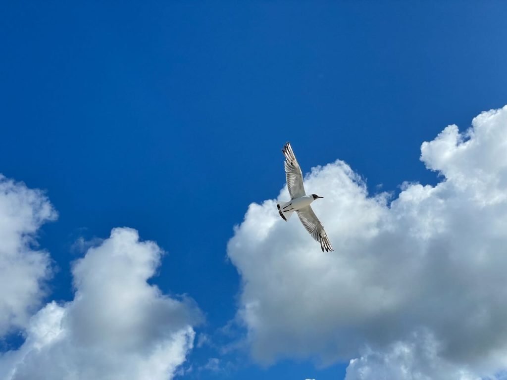 Mewa na niebie