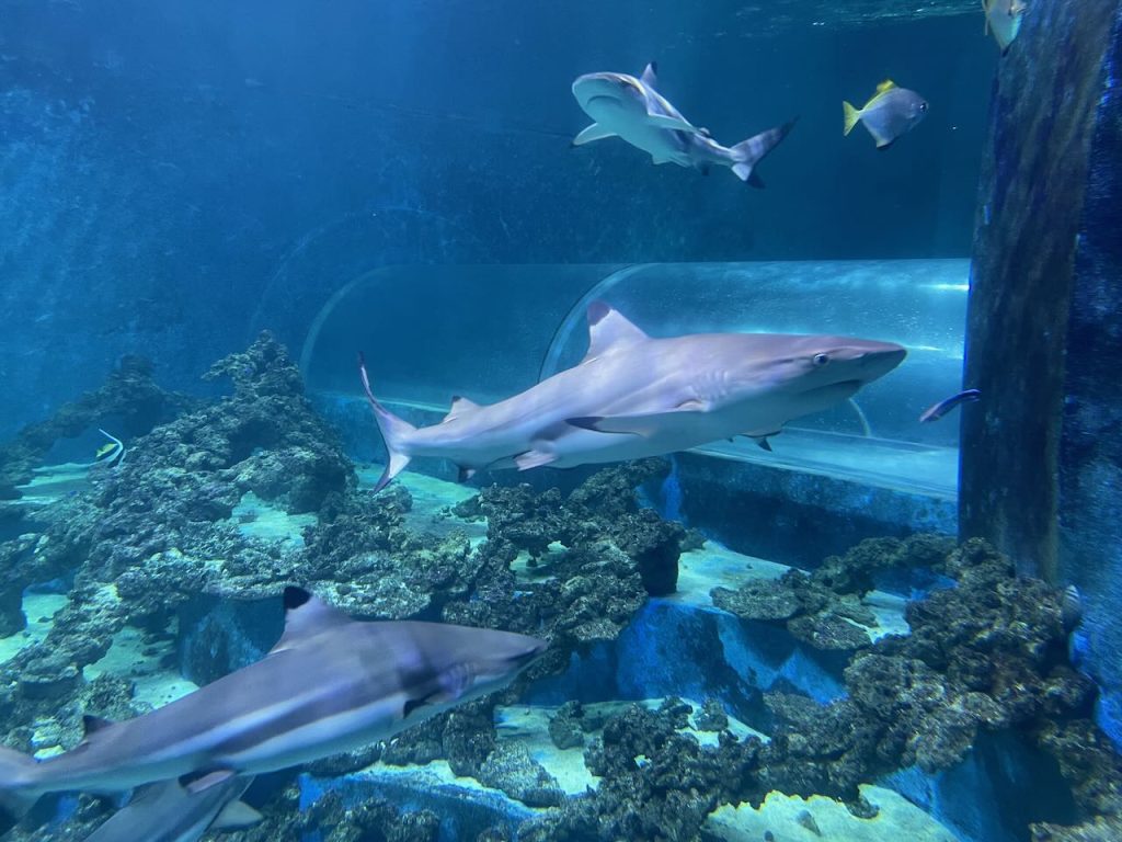 Rekiny w Auqua Parku w Redzie
